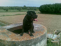 big cane corso italian mastiff